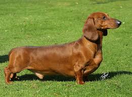 Another Cute Dachshund